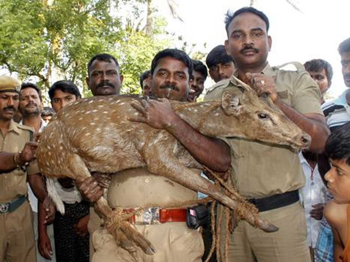 பழனி அருகே தோட்ட கிணற்றில் விழுந்த புள்ளிமான் மீட்பு